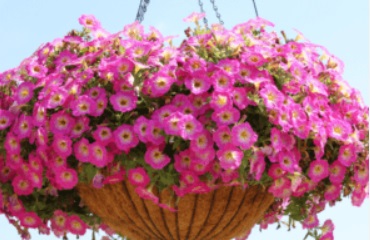 Петуния полукаскадна  pink morn (4185)